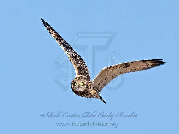 Asio flammeus  SHORT-EARED OWL 9072840z