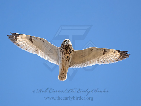 Asio flammeus  SHORT-EARED OWL 9071323-z
