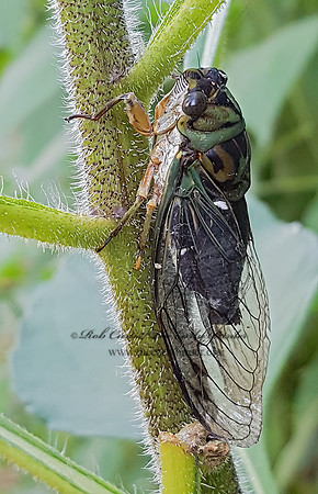 Neotibicen linnei  LINNE'S CICADA 2000539z