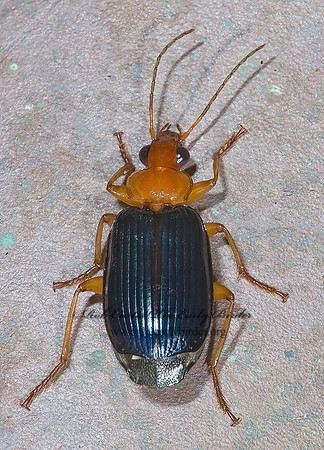 Lebia (Loxopeza) atriventris~ 6023858 z