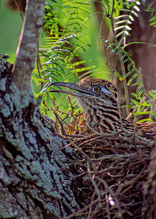 Geococcyx californianus  GREATER ROADRUNNER 51810 z