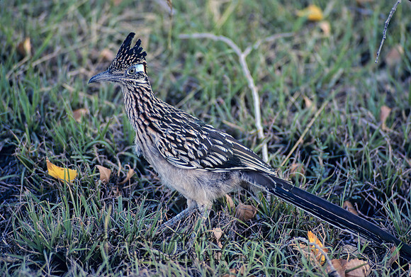 Geococcyx californianus  GREATER ROADRUNNER 55506 z