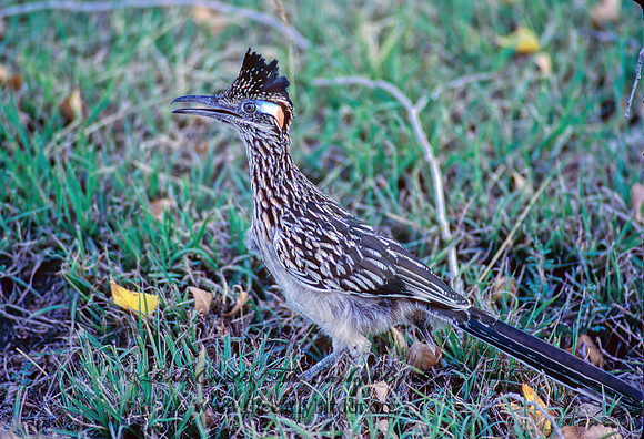 Geococcyx californianus  GREATER ROADRUNNER 55512z