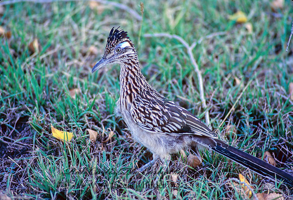 Geococcyx californianus  GREATER ROADRUNNER 55513z