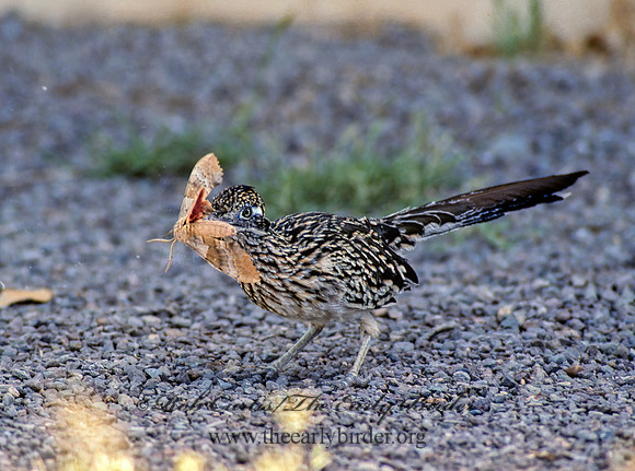 Geococcyx californianus  GREATER ROADRUNNER 55714 z