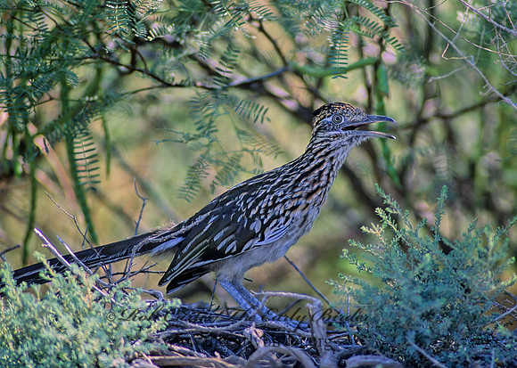 Geococcyx californianus  GREATER ROADRUNNER 56523 z