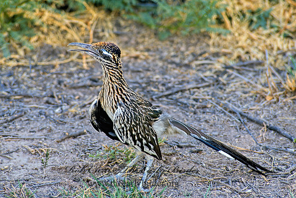 Geococcyx californianus  GREATER ROADRUNNER 56715 z