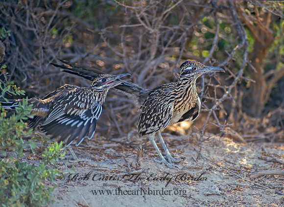 Geococcyx californianus  GREATER ROADRUNNER 56809 z