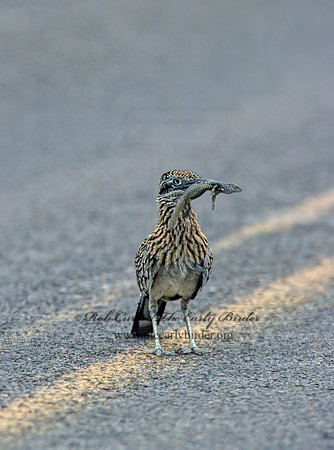 Geococcyx californianus  GREATER ROADRUNNER 72631 z