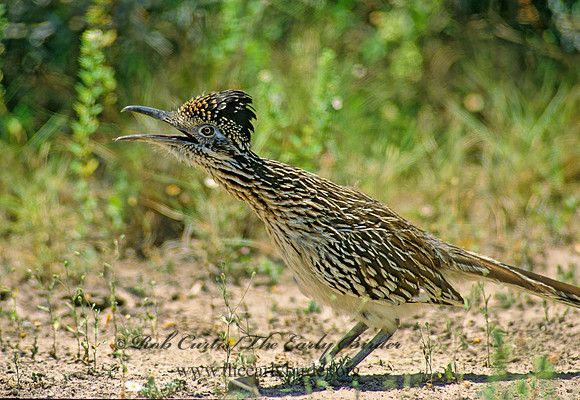 Geococcyx californianus  GREATER ROADRUNNER 88922 z