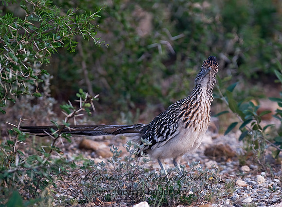 Geococcyx californianus  GREATER ROADRUNNER 6024179 z