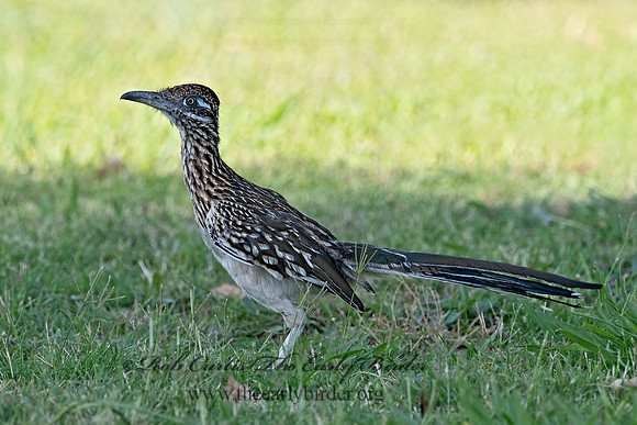 Geococcyx californianus  GREATER ROADRUNNER 3038416z