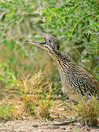 Geococcyx californianus  GREATER ROADRUNNER 88932 z