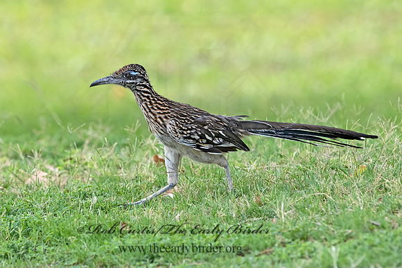 Geococcyx californianus  GREATER ROADRUNNER 3038260z