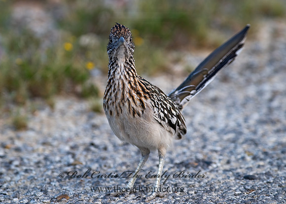 Geococcyx californianus  GREATER ROADRUNNER 6024181 z