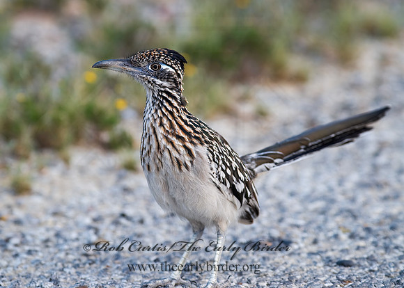Geococcyx californianus  GREATER ROADRUNNER 6024184 z