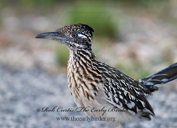 Geococcyx californianus  GREATER ROADRUNNER 6024185 z