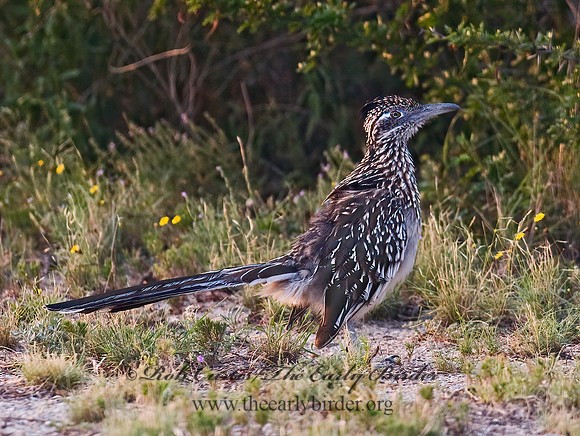 Geococcyx californianus  GREATER ROADRUNNER 6024187 z