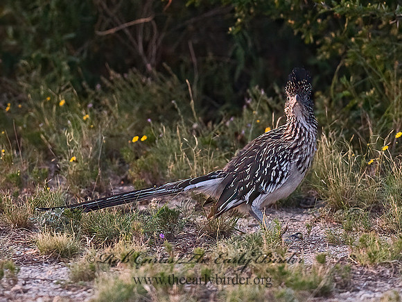 Geococcyx californianus  GREATER ROADRUNNER 6024188 z