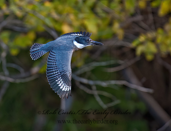 Megaceryle alcyon  BELTED KINGFISHER 8029523z
