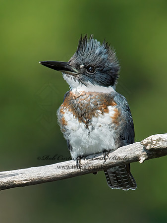 Megaceryle alcyon  BELTED KINGFISHER 9005572z