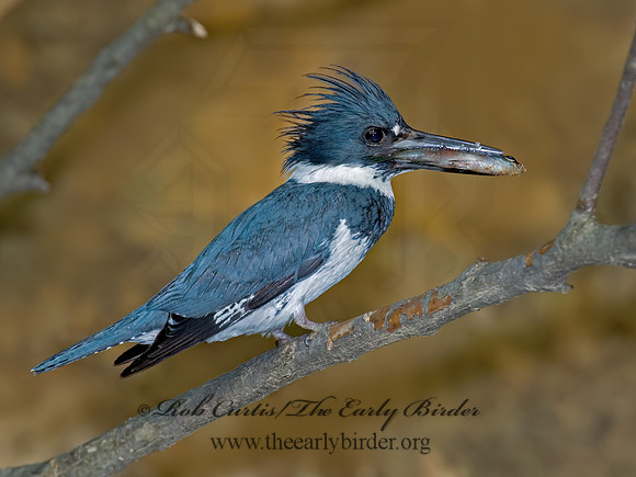 Megaceryle alcyon  BELTED KINGFISHER 6007057z