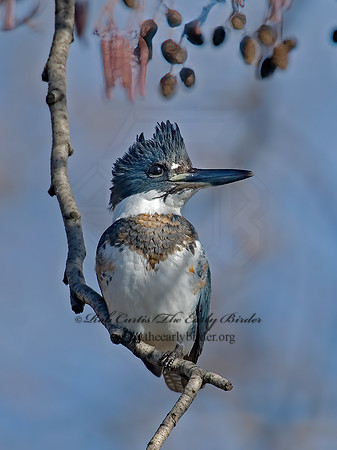 Megaceryle alcyon  BELTED KINGFISHER 6018421z