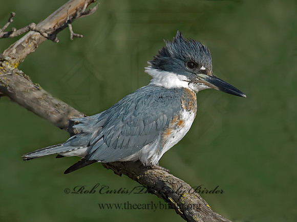 Megaceryle alcyon  BELTED KINGFISHER 6018434z