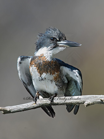 Megaceryle alcyon  BELTED KINGFISHER 9005719z