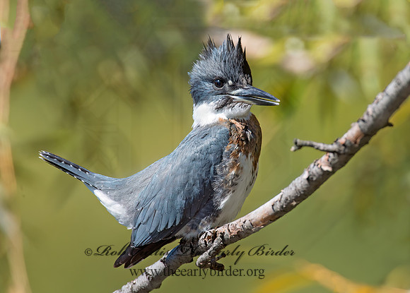 Megaceryle alcyon  BELTED KINGFISHER 9005739z