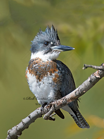 Megaceryle alcyon  BELTED KINGFISHER 9005745z