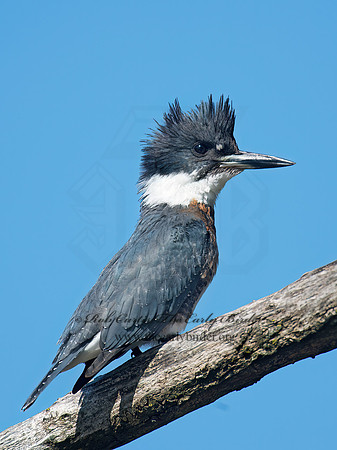 Megaceryle alcyon  BELTED KINGFISHER 9005823z