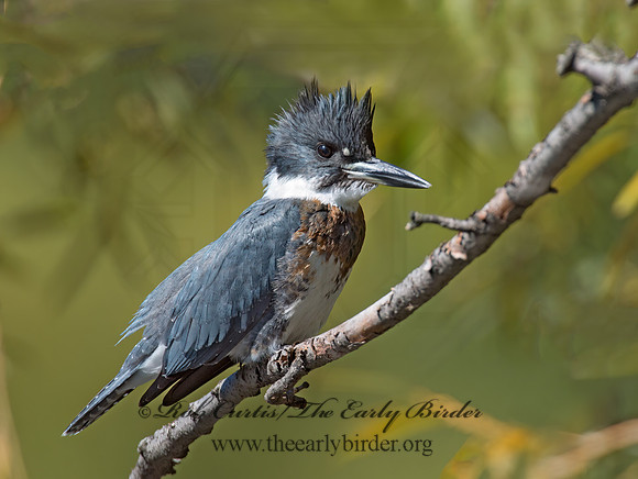 Megaceryle alcyon  BELTED KINGFISHER 9005742z