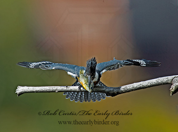 Megaceryle alcyon  BELTED KINGFISHER 9006093z