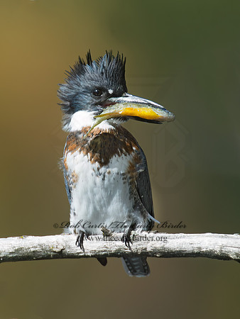 Megaceryle alcyon  BELTED KINGFISHER 9006104z
