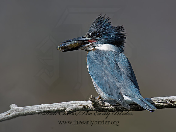 Megaceryle alcyon  BELTED KINGFISHER 9006144z