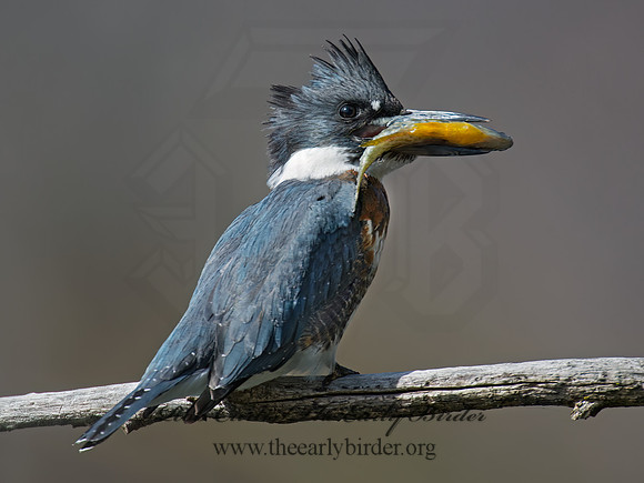 Megaceryle alcyon  BELTED KINGFISHER 9006150z