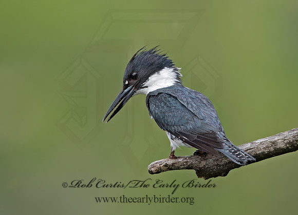 Megaceryle alcyon  BELTED KINGFISHER 9029433z