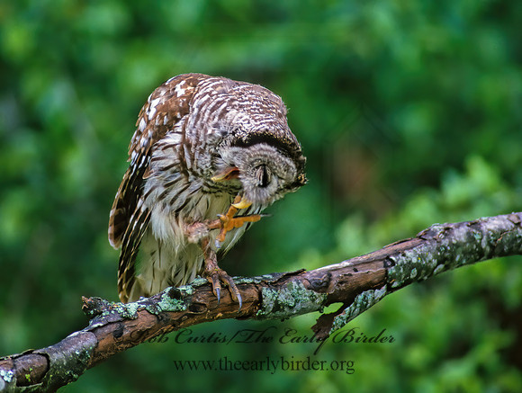 Strix varia  BARRED OWL 174518z