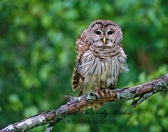 Strix varia  BARRED OWL 174511z