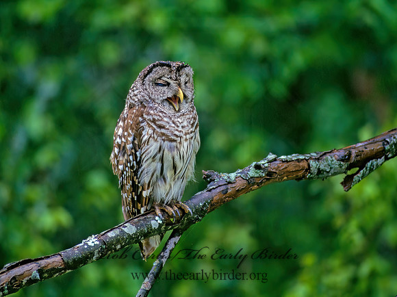 Strix varia  BARRED OWL 174411z