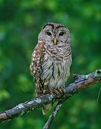 Strix varia  BARRED OWL 174423z