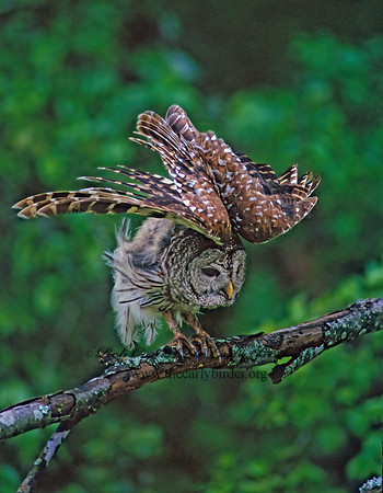 Strix varia  BARRED OWL 174526-2z