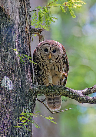 Strix varia  BARRED OWL 253036z