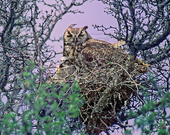 Bubo virginianus  GREAT HORNED OWL 54402-1z