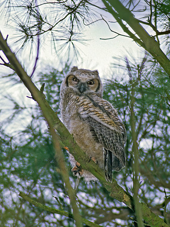 Bubo virginianus  GREAT HORNED OWL 39403z