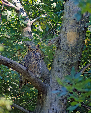 Bubo virginianus  GREAT HORNED OWL 34229z