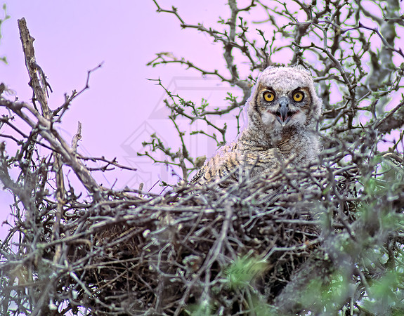 Bubo virginianus  GREAT HORNED OWL 54411z