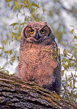 Bubo virginianus  GREAT HORNED OWL 39702z