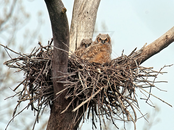 Bubo virginianus  GREAT HORNED OWL 3007196z